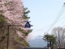 咲きました♪　山の桜が見頃です