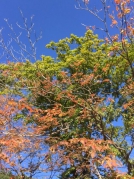 草津温泉周辺の紅葉