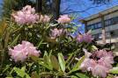 高嶺の花！？「石楠花（シャクナゲ）」